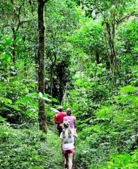 Jungle Treaking at buyan Lake